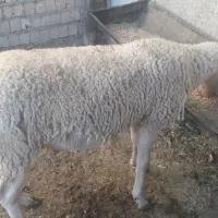 بره نره لاکن نژاده چندقلوه زا|حیوانات مزرعه|صمصامی, |دیوار