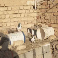 کبوترشهری یالی