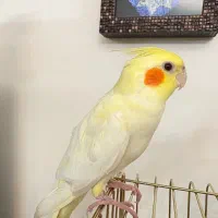 عروس هلندی لوتینو|پرنده|کرج, برغان|دیوار