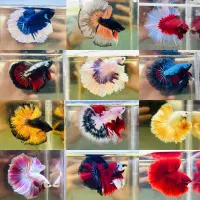 انواع ماهی فایتر بتا وارداتی تایلند