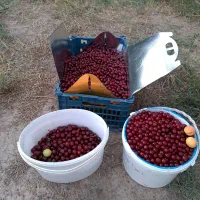 باغ با سند شش دانگ|فروش خانه و ویلا|صوفیان, |دیوار