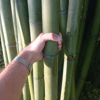 بامبو با کیفیت