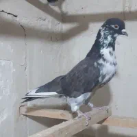 تعداد ۵۰ طوق کبوتر درجه یک
