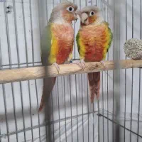 فروش گرینچیک دبل رد