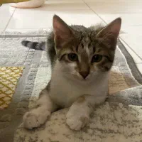 گربه