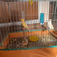 یک جفت قناری