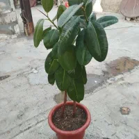 قیمت ها متفاوت