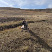 واگذاری گانگال|سگ|سیلوانه, |دیوار