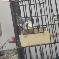 عروس نرو ماده مولد|پرنده|قم, شهدا|دیوار