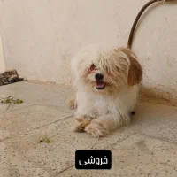 سگ خارجی با نمک|سگ|بروجرد, |دیوار