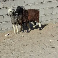 ۲عددبره نره