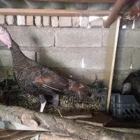 بوقلمون کرچ ماده