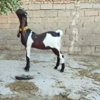 بز کاموری اصل چهار قلوزا|حیوانات مزرعه|اندیمشک, |دیوار