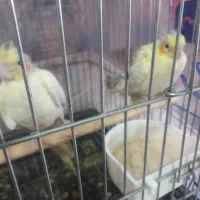 عروسهلندیمادهوجوجهعروس|پرنده|بروجرد, |دیوار