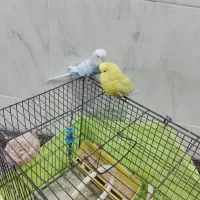 دو عدد مرغ عشق نر  قیمت 2200000