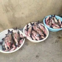 ماهی تازه از سرسد پاک کردن ریگان