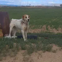 واگذاری سگ میکس