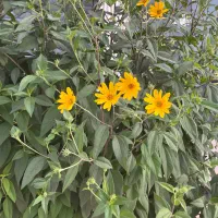 زمین با سهمیه آب و برق، سند قطعی کودیان آبپرده