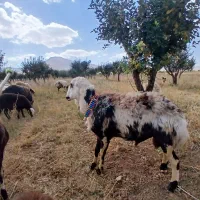 بره قوچ پلنگی خالسیاه اصل|حیوانات مزرعه|شازند, |دیوار