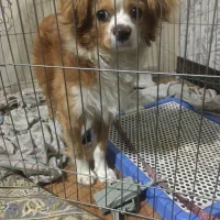 واگذاری سگ رایگان|سگ|اراک, |دیوار