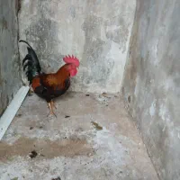 مرغ وخروس محلی