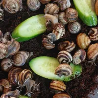 حلزون|خزنده|شیراز, فرگاز|دیوار