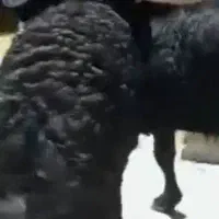 چوپانی