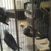 چهار عدد عروس هلندی