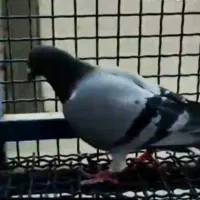 پرنده گمشده ۳ روز پیش