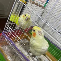 عروس هلندی اهلی ۲ عدد سرلاکی