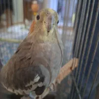 عروس هلندی