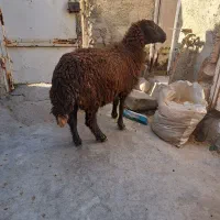 گوسفند آبستن داشتی درجه یک|حیوانات مزرعه|بندر ماهشهر, |دیوار