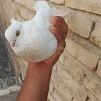 سفید نر چشم زرد