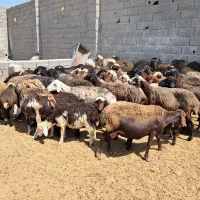 ۵۰ راس میش بره دار و آبستن جوان|حیوانات مزرعه|تهران, آبشار|دیوار