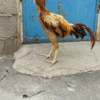 ۳عدد مرغ خروس لاری