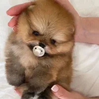 پامر خرسی پرتغالی سایز ریز تیکاپ بازدید حضوری