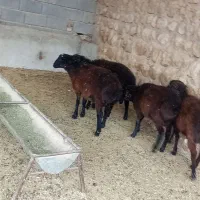 گوسفند