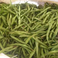 لوبیا سبز شمال