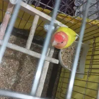 طوطی برزیلی مولد|پرنده|ری, دیلمان|دیوار