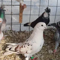 کبوتر مگسی و تک برگ|پرنده|گنبد کاووس, |دیوار