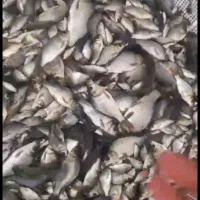 ماهی کپور درهم