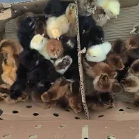 جوجه یک روزه گلپایگانی و گوشتی|حیوانات مزرعه|مشهد, ارشاد|دیوار