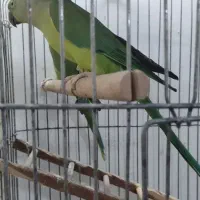 جفت طوطی ملنگو سبز با شش (۶)عدد جوجه