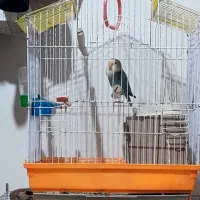 یک جفت توتی برزیلی باستا توخم