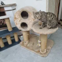 درخت گربه و اسکرچر