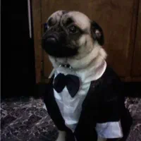 سگ پاگ ۲ ساله نر