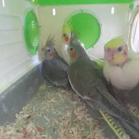 جوجه عروس هلندی نرمه خور