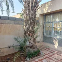 قطع نخل بریدن  استادنخل موریانه هرس نخل درخت|خدمات باغبانی و درختکاری|اهواز, شهرک نفت|دیوار
