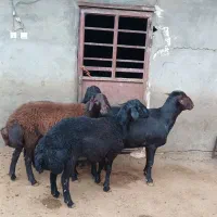 بره قوچ و قوچ