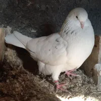 کبوتر پرشی|پرنده|آزادشهر, |دیوار